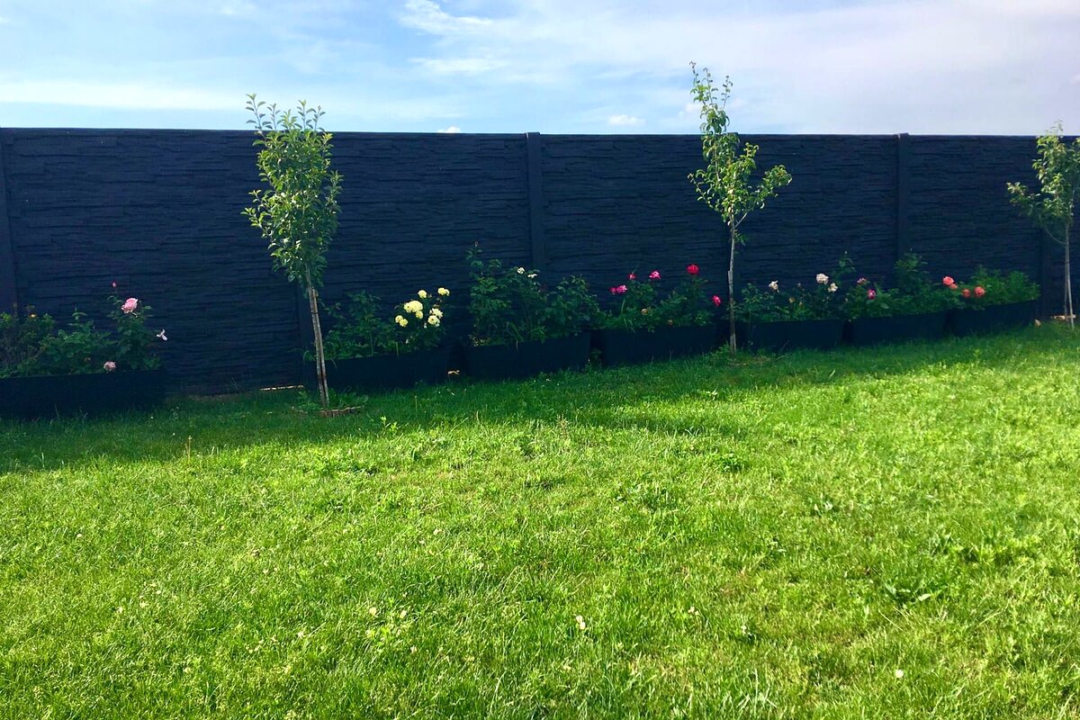 Antracitový betonový plot v zahradě s růžemi — realizace Stavíme ploty